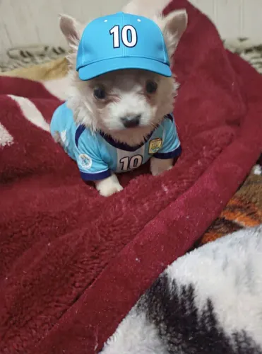 Mini machinhos chihuahua