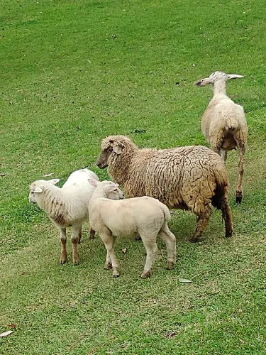 Vendo lote de carneiros