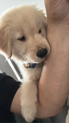 Vendo Golden Retriever