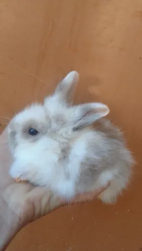 Coelhos