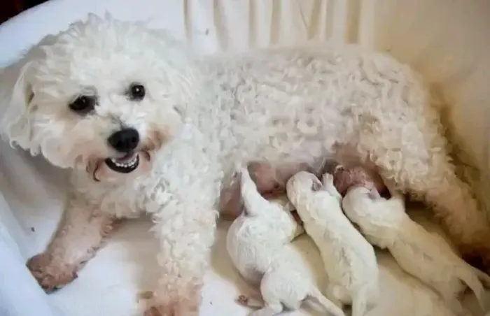 Filhote poodle femea