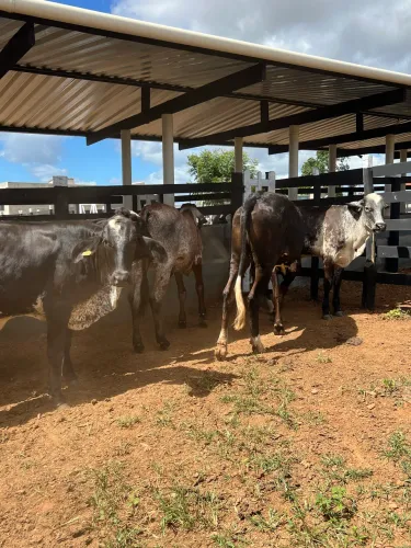 Lote de 6 novilhas Girolanda , todas filhas de boi PÓ registrado