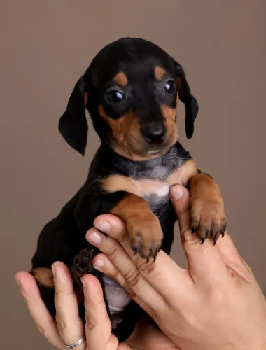 DACHSHUND PRETO COM CANELA