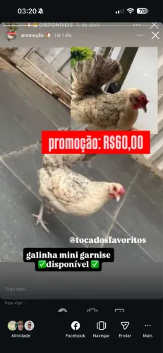 galinha mini garnise
