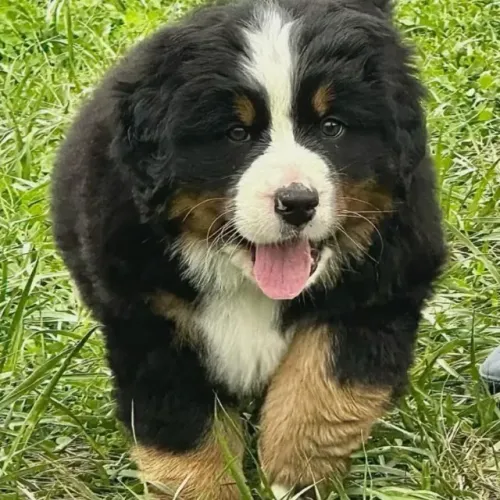 Filhotes de Bernese | Filhotes com olhar doce.