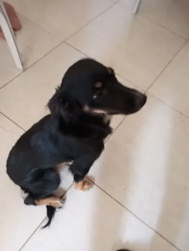 Doação de cadelinhas 