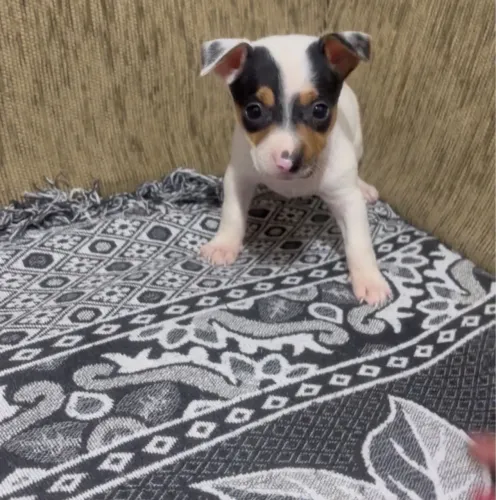 Pinscher Macho Disponível 