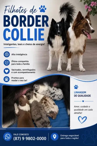 lindos border collie pet  ninhada premium border colie