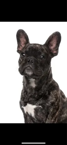 Buldogue Francês Macho