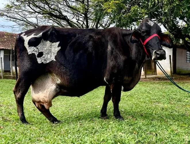 Vaca Jersolanda Inseminada sexada de fêmea