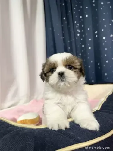 Baby shih tzu/shitzu super dócil e saudável com contrato