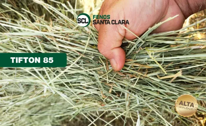 Feno Tifton 85 Tipo A 20kg | Terenos-MS