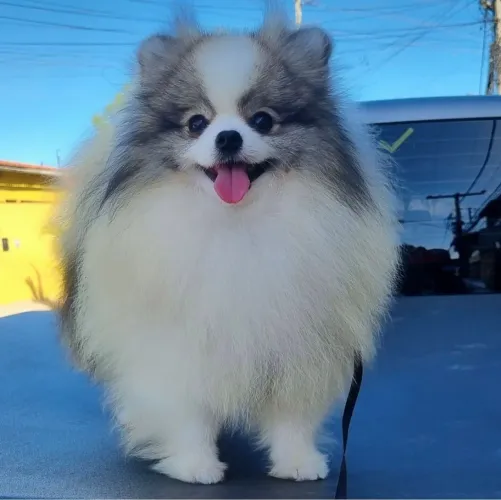 Spitz alemão anaozinho para cobertura 