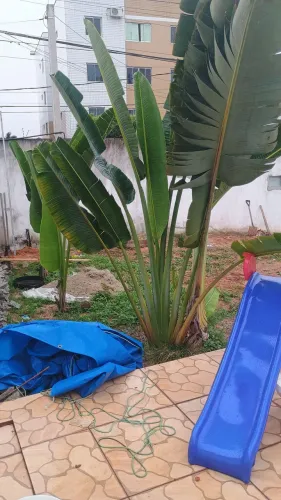 Mudas de Ravena (planta do viajante) 50,00 cada