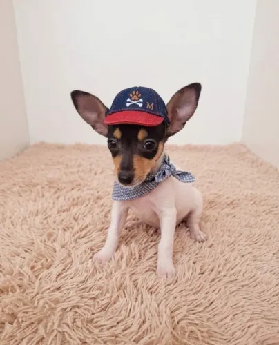 Pinscher Zero Ideal para Apartamento