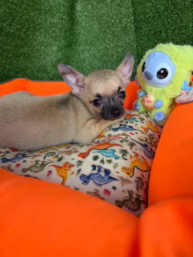 Chihuahua 2 vacinas pronta entrega