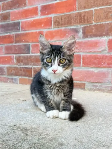 Filhotes de gatinho macho para adoção responsável 