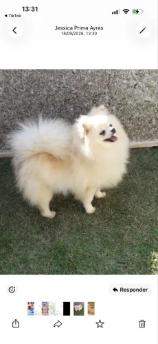 Cachorro