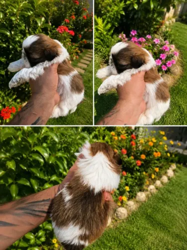 Shih tzu alto padrao macho