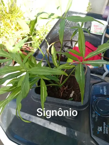 Plantas naturais signonio
