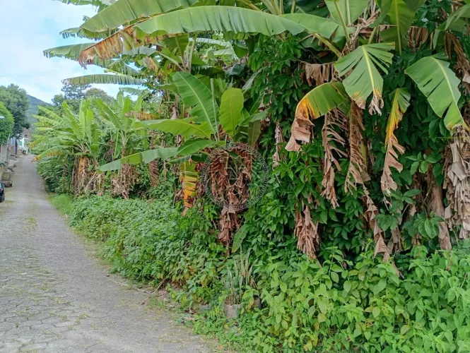 Terreno de 28530m² no Ribeirão da Ilha
