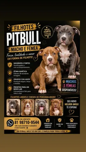 Pitbull