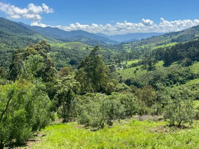 Terreno com plantação de oliveiras com 3 alqueires em Sapucaí-Mirim - MG