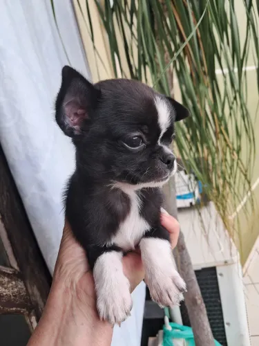 Chihuahua