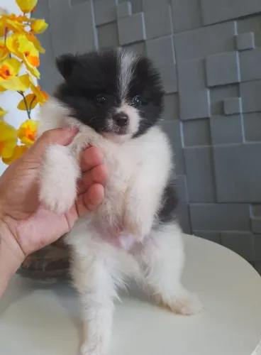 FILHOTE SPITZ ALEMÃO ANÃO/LULU (MACHINHO)