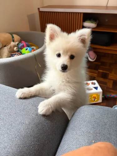 Cachorro da raça Pomsky