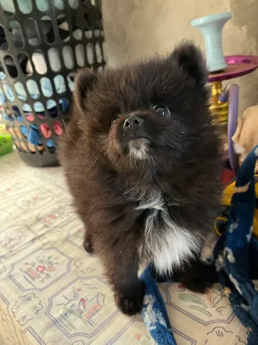 Filhotes Lulu