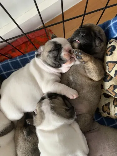 Bulldog frances fofo e carinhoso