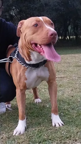 Doa-se pit bull 