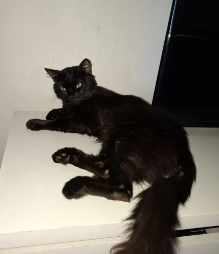 Gato preto