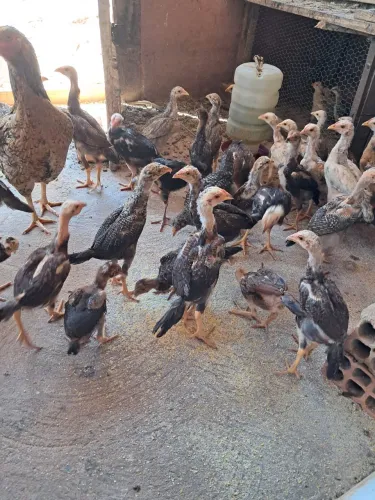 Frango caipira legítimo 
