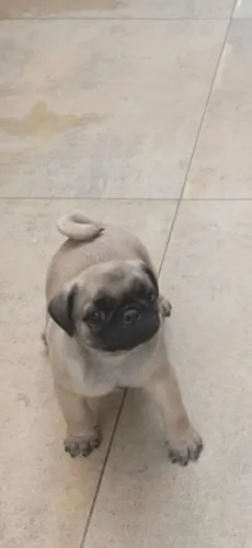 Filhote de Pug