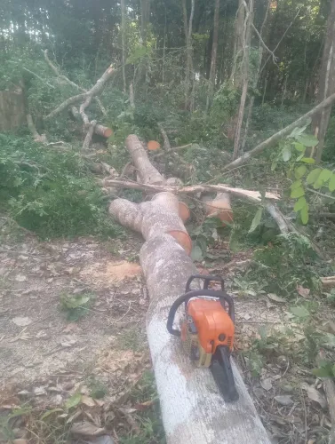 Trabalho com Corte e polda de árvore com moto serra