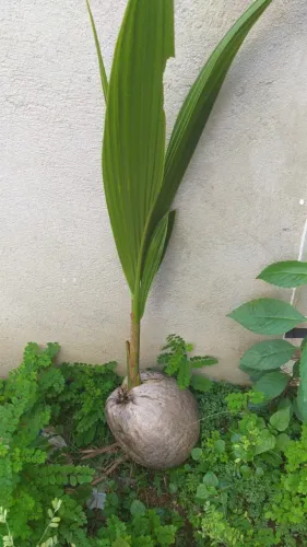 Mudas de Coqueiro Anão