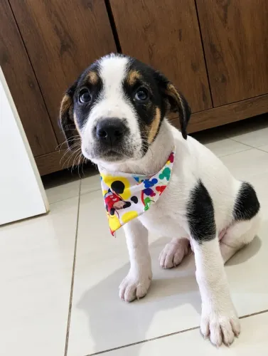 Doação filhote cachorro