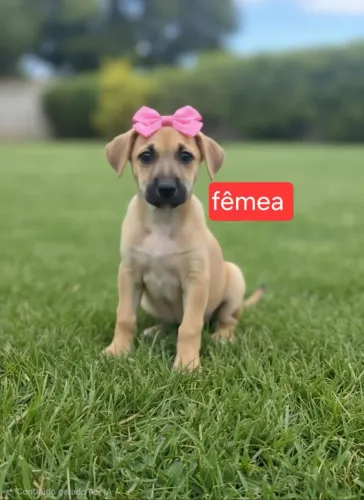 Filhotes para adoção!