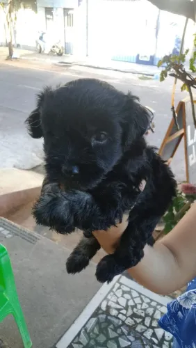 Filhotes de poodle fêmeas 