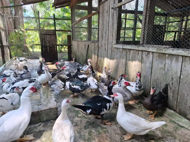 Ovos  galados de pata