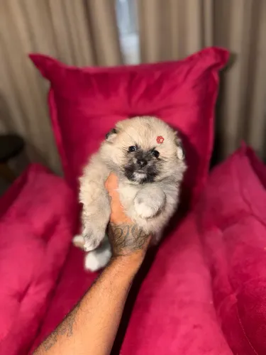 Spitz alemão