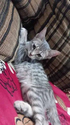 Doa - se linda gatinha filhote!