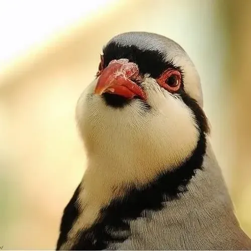 Ovos para incubação codorna chukar
