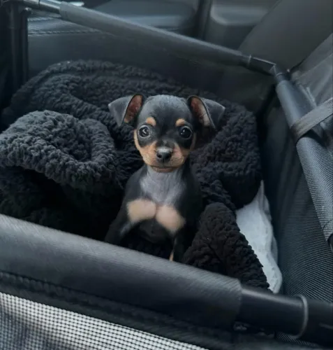 Pinscher com 78 dias vacinado e com genética atestada