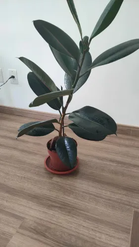 Ficus Elastica Escura (Figueira-Borracha) - folhas grandes e brilhantes