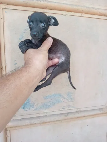 Pinscher 01 filhote macho com 2 meses está meio valor 450 reais.