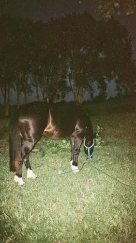 Cavalo manso pra criança 