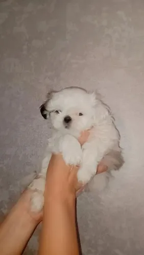 Shitzu